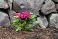 Vibrant pink flower hydrangea in home flowerbed with rock retaining wall in background