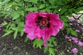 Vibrant pink flower of tree peony