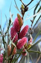 Vibrant pink flowers of the Australian native Mountain Hakea, Hakea grammatophylla, family Proteaceae