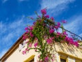 Vibrant pink flowers growing on the side of the house - Bougainvillea flowers Royalty Free Stock Photo