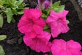 4 vibrant pink flowers of petunias Royalty Free Stock Photo