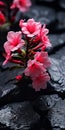Vibrant Pink Flowers On Rocks: Realistic Chiaroscuro Photography