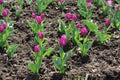 Vibrant pink flowers of tulips in April Royalty Free Stock Photo