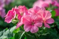 Vibrant Pink Geranium Flowers Blooming in Lush Green Garden - Perfect for Spring and Summer Botanical Backgrounds and Floral