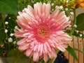 Vibrant pink gerber daisy closeup Royalty Free Stock Photo