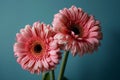 Vibrant pink gerbera daisies