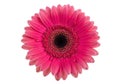 Vibrant pink gerbera daisy flower bloom with intricate petals isolated on white background Royalty Free Stock Photo