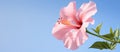 A Hawaiian hibiscus flower blooms against the blue sky Royalty Free Stock Photo