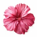 Vibrant Pink Hibiscus Flower: A Feminine And Lively Image Royalty Free Stock Photo