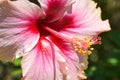Pink hibiscus flower with beautiful petals and pollen blooming in the garden of Bangkok, Thailand Royalty Free Stock Photo