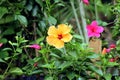 Vibrant yellow and pink hibiscus flowers blooming in a botanical garden, India