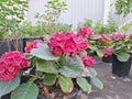 Vibrant pink hydrangeas in pots at a garden center Royalty Free Stock Photo
