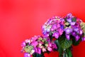 Vibrant Pink Lacecap Hydrangea on Red Royalty Free Stock Photo