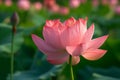 Vibrant pink lotus flower, its petals open wide, against a backdrop of soft green leaves and other lotus flowers in the distance