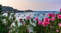 Vibrant pink Nerium oleander flowers against boats and yachts in Malta`s Balluta Bay Royalty Free Stock Photo