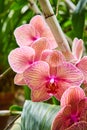 Vibrant Pink Orchids with Bamboo Stake in Soft Daylight Royalty Free Stock Photo