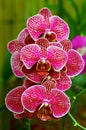 Vibrant pink orchids Royalty Free Stock Photo