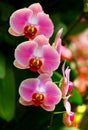 Vibrant pink orchids Royalty Free Stock Photo