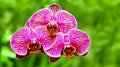 Vibrant pink orchids Royalty Free Stock Photo