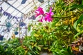 Vibrant pink orchids on end of long branch macro view with blurred greenhouse background Royalty Free Stock Photo