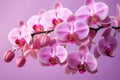 Vibrant Pink orchids flowers. Generate Ai Royalty Free Stock Photo