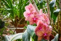 Vibrant Pink Orchids in Greenhouse Garden Royalty Free Stock Photo
