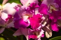 Vibrant Pink Orchids Royalty Free Stock Photo