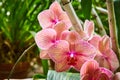 Vibrant Pink Orchids with Veined Petals Against Green Foliage Royalty Free Stock Photo