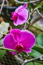 Vibrant Pink Orchids with Water Droplets in Greenhouse Royalty Free Stock Photo