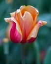 Shimmering Pink and Peach Tulip with dark green background, closeup