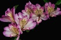 Vibrant Pink Peruvian Lily Flower