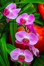 Vibrant pink phalaenopsis orchids