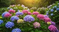 Vibrant Pink Purple Blue Hydrangeas in Garden Royalty Free Stock Photo