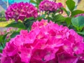 Vibrant pink purple hydrangea flowers macro close up Royalty Free Stock Photo