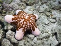 A vibrant pink and red colored Granulated Star (Choriaster granulatus) Royalty Free Stock Photo