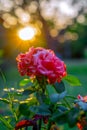 Vibrant pink rose against the sunset sky in a park or garden on a summer evening. Royalty Free Stock Photo