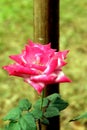 Vibrant Pink Rose Blooming Royalty Free Stock Photo