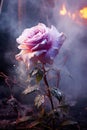 vibrant pink rose. dripping water. smoke, ashes, fire, flames, embers, powder, explosion, mist, fog, fantasy, surreal, abstract. Royalty Free Stock Photo