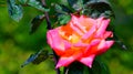 Vibrant pink rose