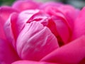 Vibrant pink rose petals with detailed texture on it Royalty Free Stock Photo