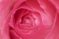 Vibrant pink rose petals macro photography Royalty Free Stock Photo