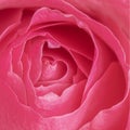 Vibrant pink rose petals macro photography Royalty Free Stock Photo