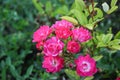 Vibrant pink roses blooming in a lush garden, symbolizing love, beauty, and nature's elegance Royalty Free Stock Photo