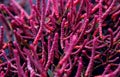 Vibrant pink Salicornia bigelovii plant of amaranth family also known as dwarf saltwort and dwarf glasswort, Knotted