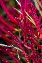 Vibrant pink Salicornia bigelovii plant of amaranth family also known as dwarf saltwort and dwarf glasswort, Knotted