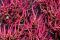 Vibrant pink Salicornia bigelovii plant of amaranth family also known as dwarf saltwort and dwarf glasswort, Knotted