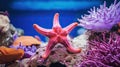 vibrant pink starfish