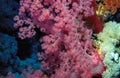 Vibrant pink tree coral