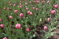 Vibrant pink tulips in bloom in april Royalty Free Stock Photo