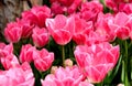Vibrant pink tulips in full bloom illuminated by sunlight in Istanbul, Turkey